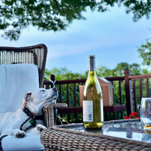 Chester sleeping next to bottle of wine