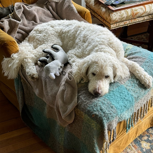 picture of Dewey lying on an ottoman