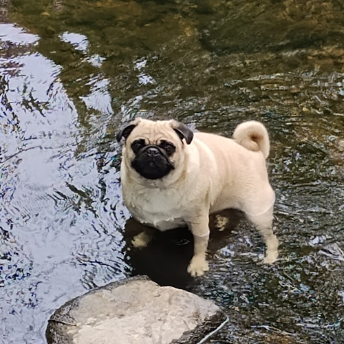 dog in river
