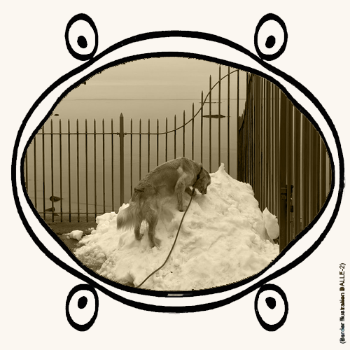 dog on a pile of snow
