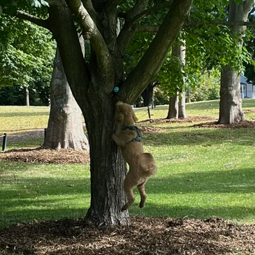 dog jumping up a tree