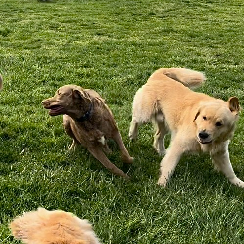 two dogs playing