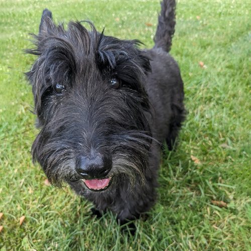 picture of a black scotty
