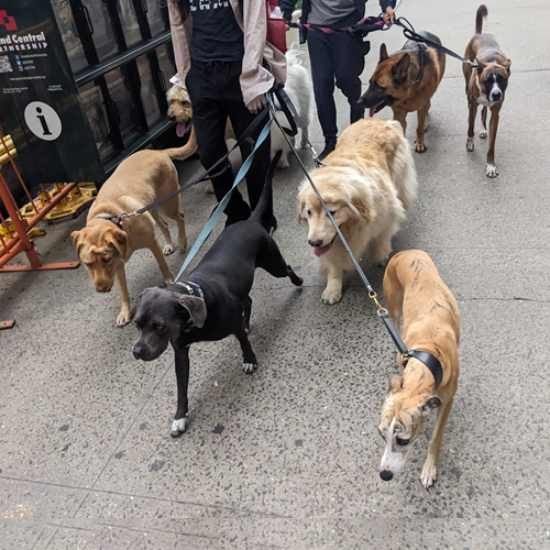 8 dogs on leashes in New York City
