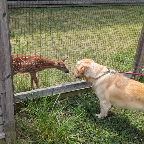picture of dog looking at deer through a fence.