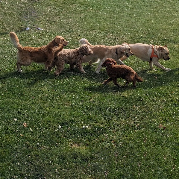 Dogs marching in a row