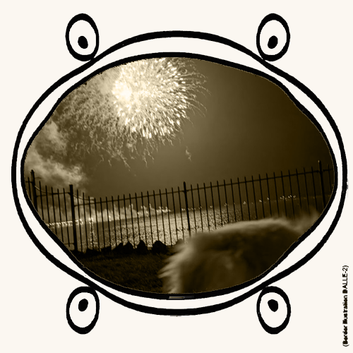 dog watching fireworks