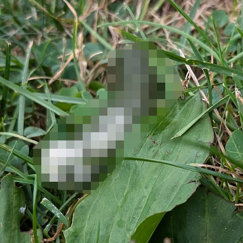 Goose Poop