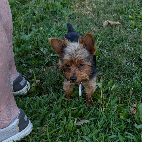 Small Dog