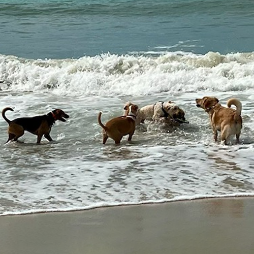 dogs at the beach