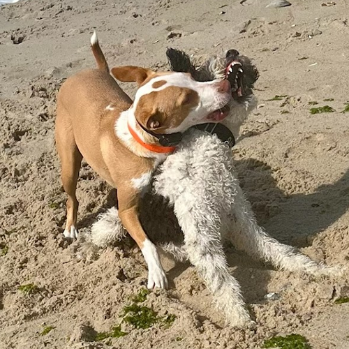two dogs playing