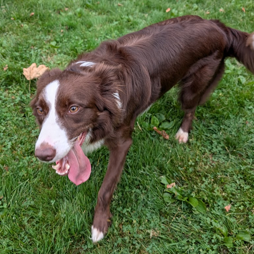 picture of Rosie with tongue hanging out