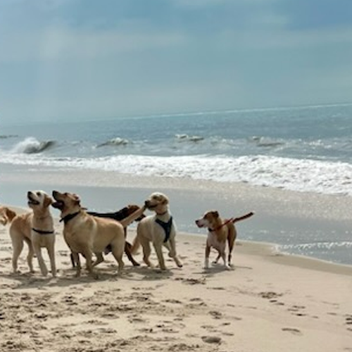 many dogs on the beach