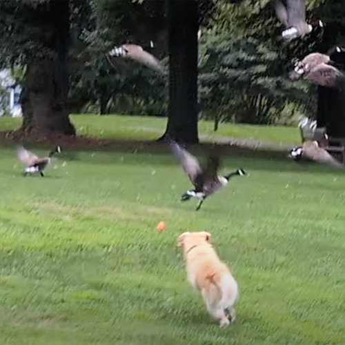 picture of dog chasing geese.