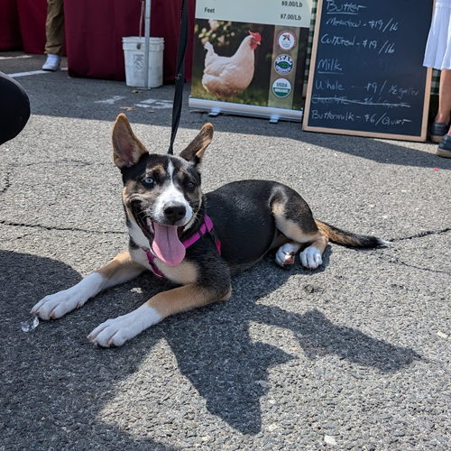picture of dog at the farmers market
