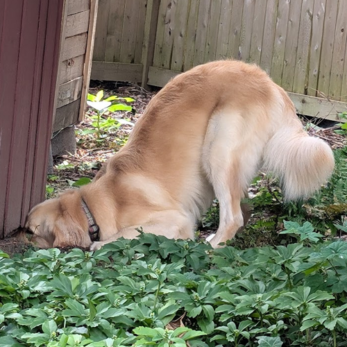 Goose Poop