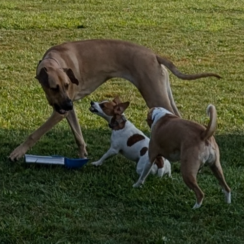 dogs at the beach