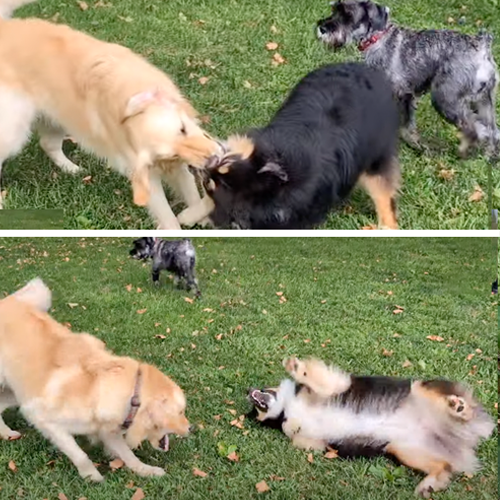two dogs playing