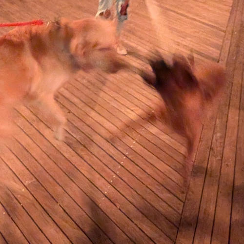 many dogs on the beach