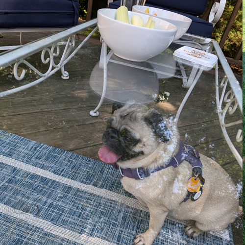 picture of dog at the farmers market