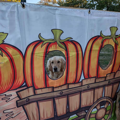 Dog in a pumpkin