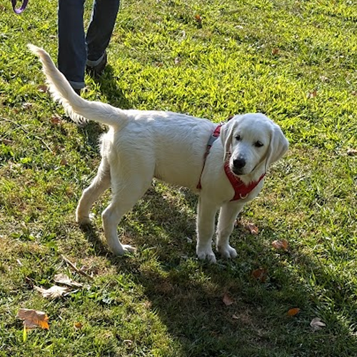 Small Dog