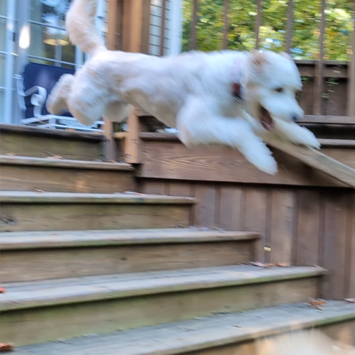 dog jumps off stairs