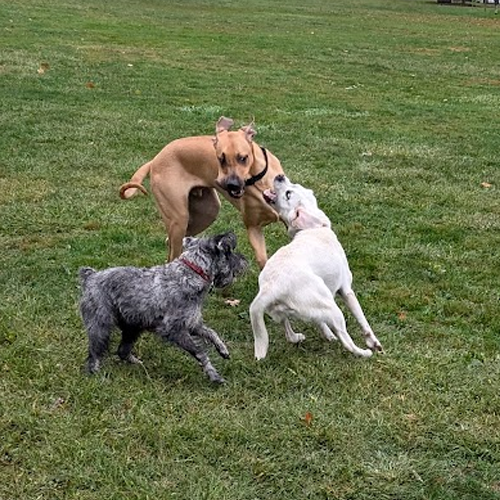 three dogs playing