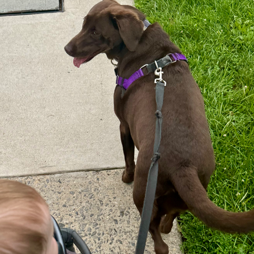 dog pulling a stroller