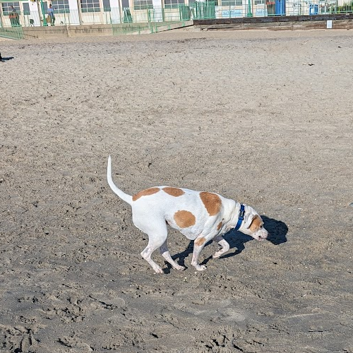 picture of small dog on beach.