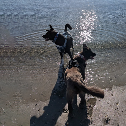 picture of dogs on beach