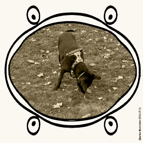 dog sniffing in the dirt