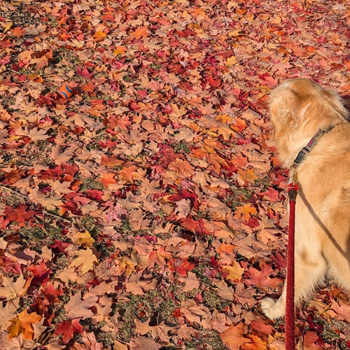 Picture of ball in the leaves
