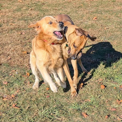 two dogs wresteling