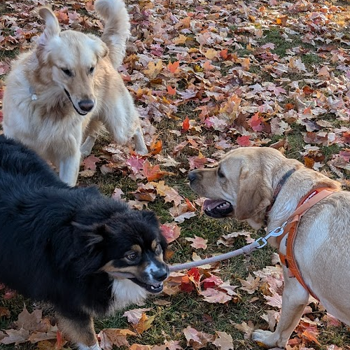 three dogs playing