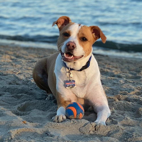 picture of Millie with a ball