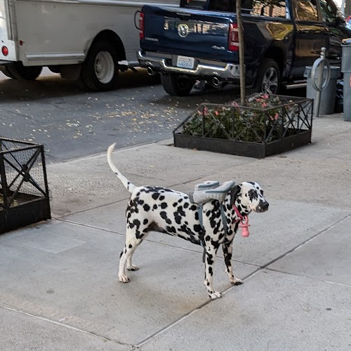 white dog with black spots on west 75th street