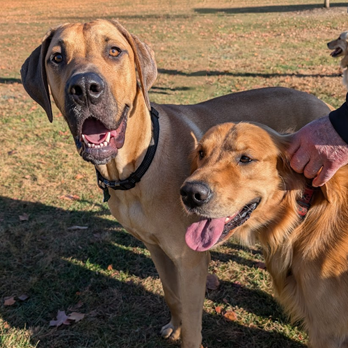 picture of Barley and Bailey.