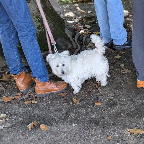 picture of dog in a crowd of people