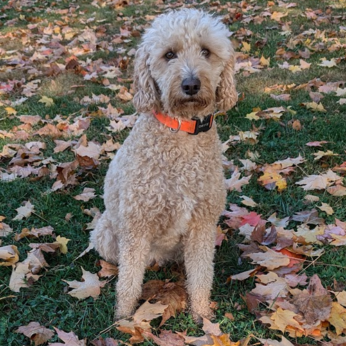 picture of Baily