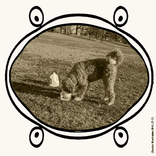 dog drinking water