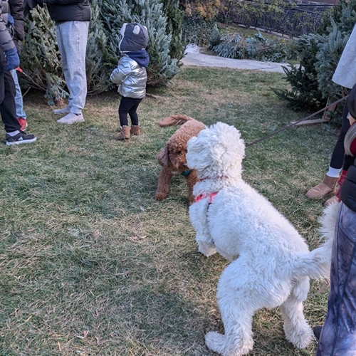 white dog on a christmas tree lot