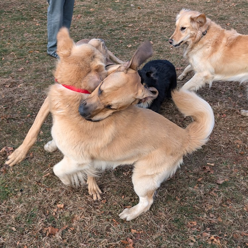 two dogs wresteling