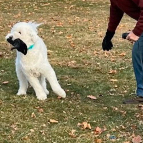 dog running with glove