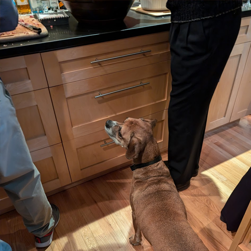 picture of dog near the counter looking at ham