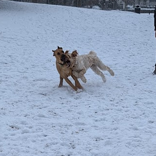 two dogs wresteling