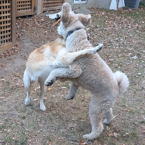 two dogs wresteling