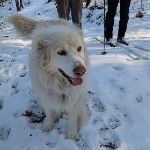 Nova is in the snow.