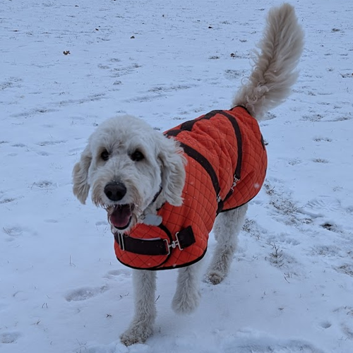 picture of dog running in the snow and wearting a coat.