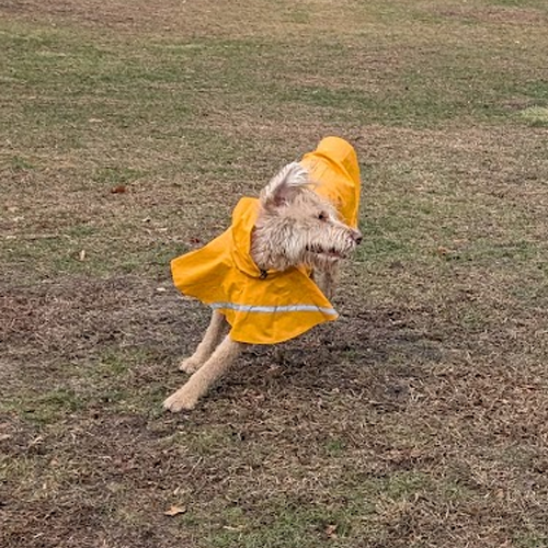 picture of dog running with a coat on